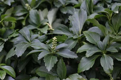 Пахизандра — почвопокровный многолетник, который отличается пышной сочной листвой.