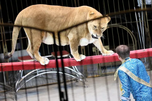Львица напала на четырехлетнюю девочку в цирке на Кубани