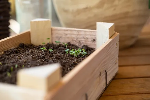Для выращивания растений возьмите вместительные ящики