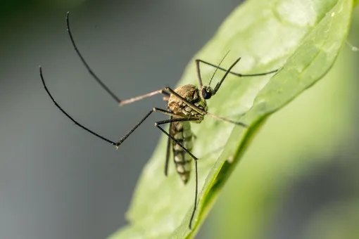 Миллиард человек могут заразиться лихорадкой Денге из-за комаров