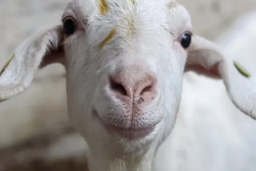 Ферма в шутку предложила услугу — видеозвонок с козами. И вот что из этого вышло
