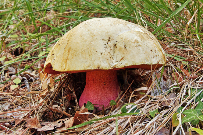Сатанинский гриб — трубчатая прослойка может иметь всевозможные оттенки красного цвета: от оранжевого до розового
