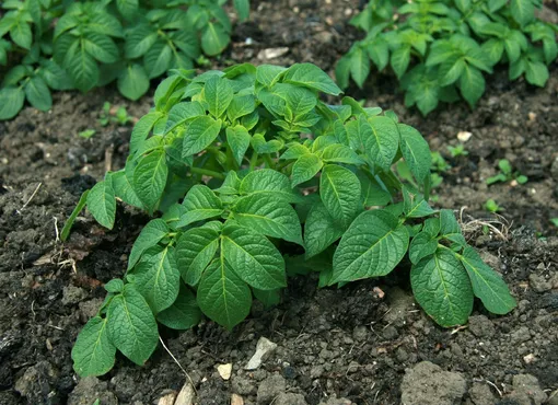 Как ухаживать за картофелем в августе: 5 главных правил увеличения урожая
