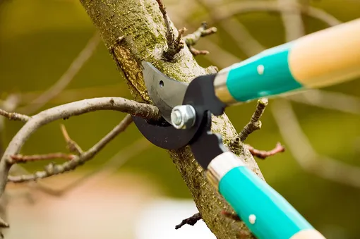 Обрезаем деревья весной: пошаговая инструкция