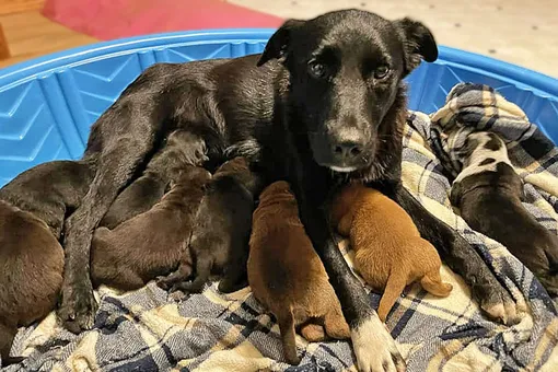 приемная мама и ее щенки