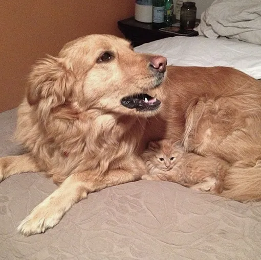 кот и собака родня