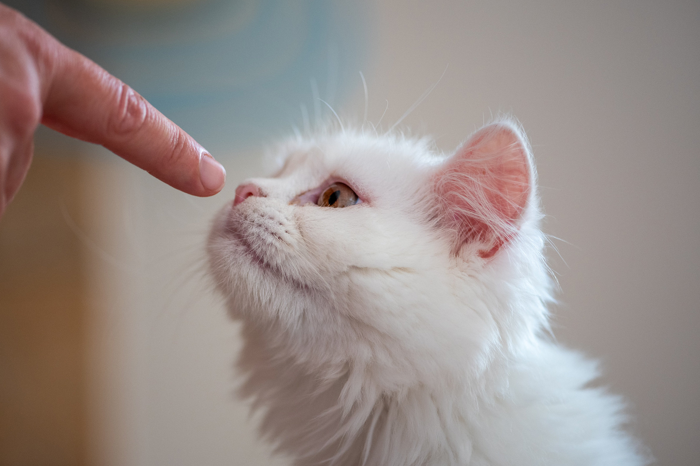 Какие запахи отпугивают кошек и как этим знанием пользоваться