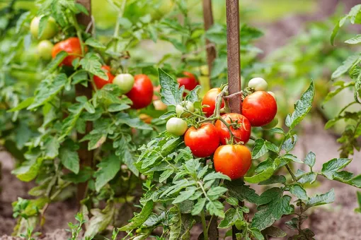Почему томаты нуждаются в удобрениях