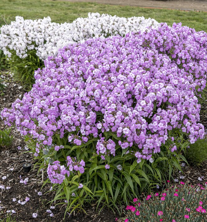 jak krmit phlox pro bujné kvetení