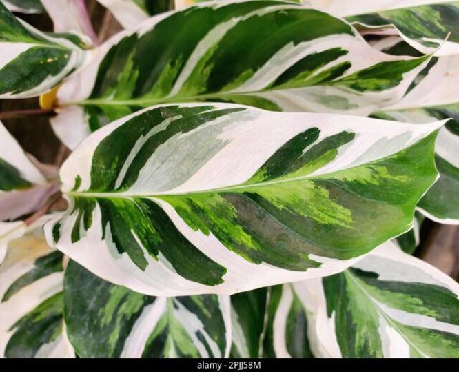 Calathea White Fusion