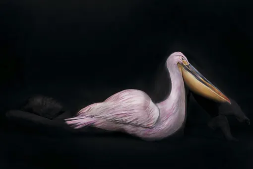 «Блестящая работа»: художница превращает обнаженные тела в экзотических птиц