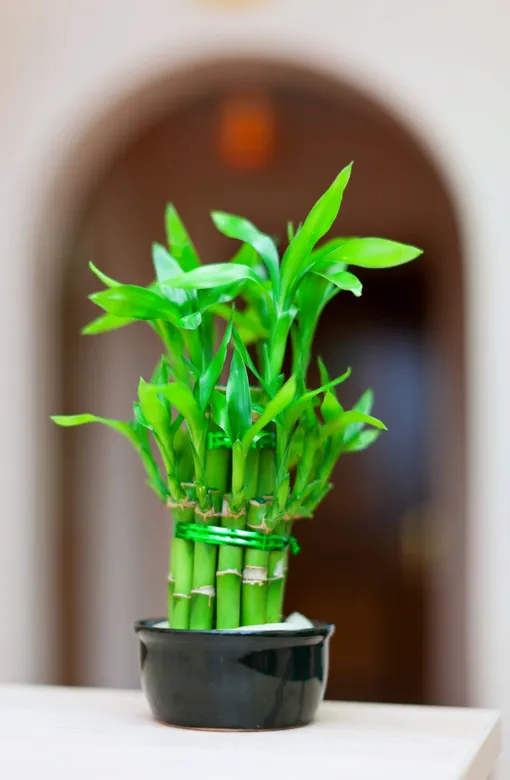 счастливый бамбук растение 2024 года