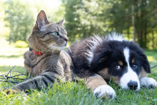 Если кот и собака живут вместе с детства, они будут лучшими друзьями