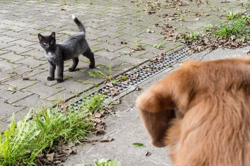 Почему кошки и собаки ненавидят друг друга: надо знать, чтобы избежать беды