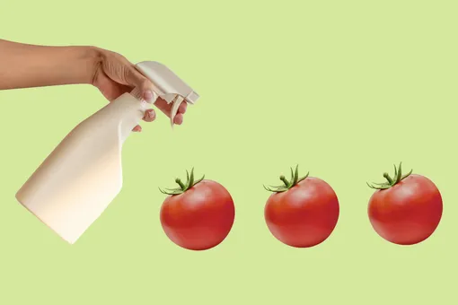 Как поливать помидоры в теплице, простые советы, которые помогут вам вырастить отличный урожай
