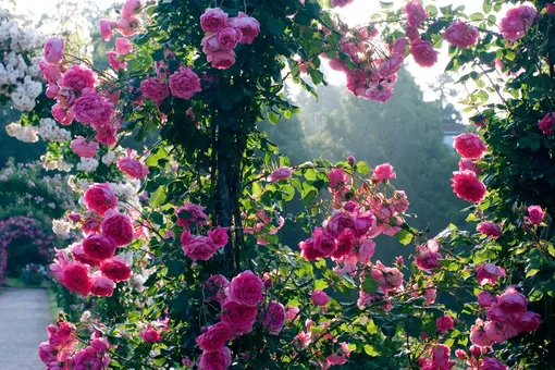 Чайные розы — сорта Парад