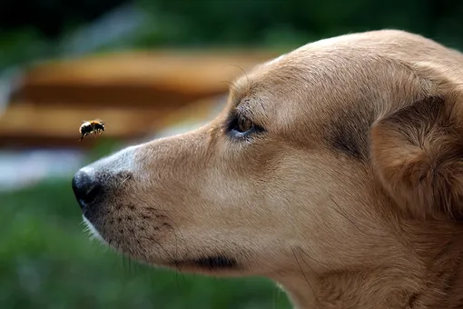 Больше ни-ни: 15 собак, которые познакомились с пчёлами и пожалели об этом