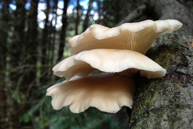 Как и где растет гриб вешенка в лесу и в природе
