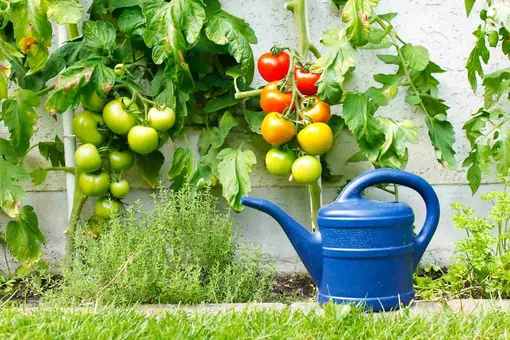 Условия полива для хороших урожаев помидоров