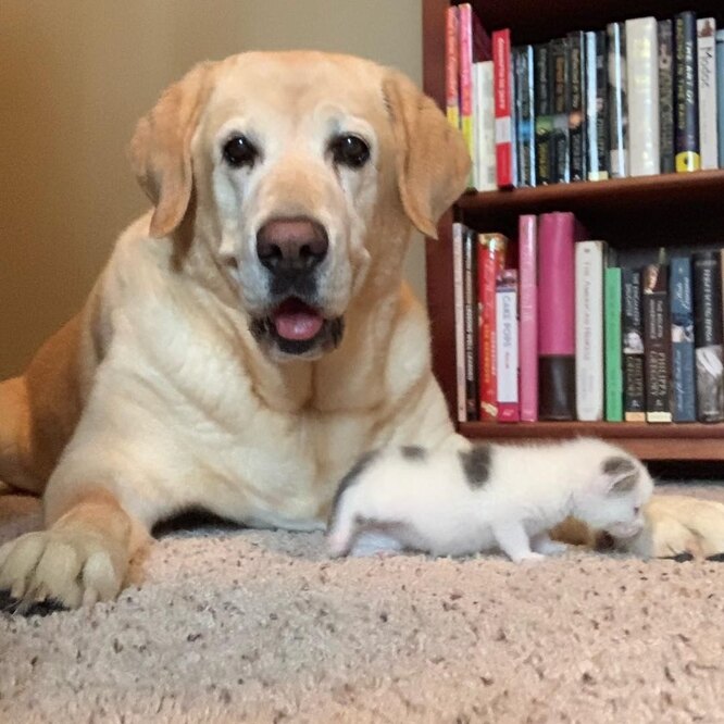 Пёс заменил мать брошенному котёнку: фото, реальная история