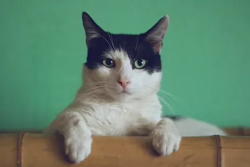 «Ушки Микки Мауса»: владельцы кошек массово делают пластические операции своим питомцам