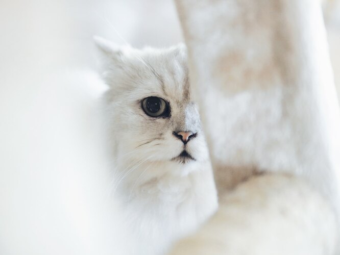 Расширенные зрачки и прижатые уши – что ваша кошка хочет вам сказать?