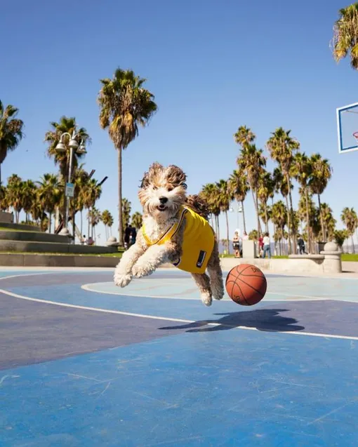бенджи, собака играет в баскетбол