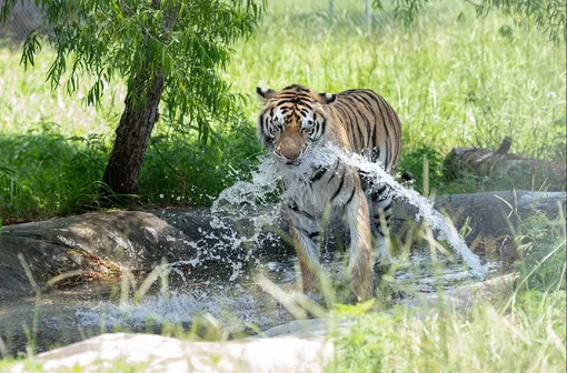 тигрица в бассейне