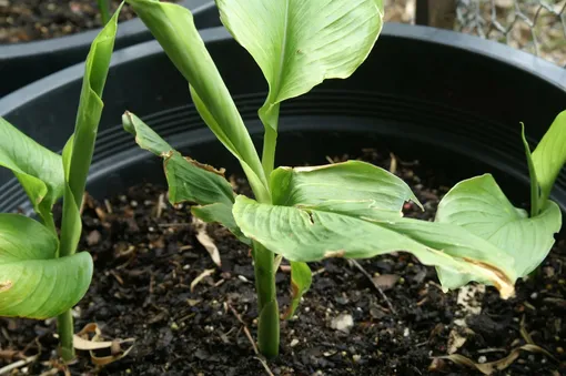 Выращивание кардамона дома черенкованием