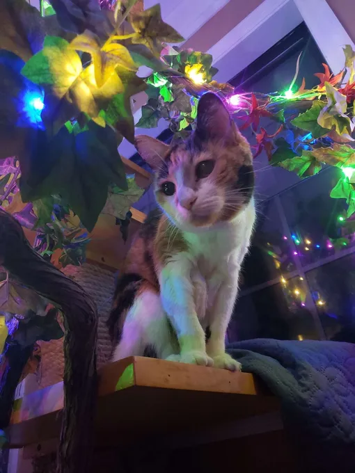 кошка и рождество, кошка и елка