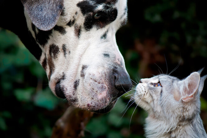 Какие породы кошек хорошо уживаются с собаками: кошки, которые любят собак  — породы, фото