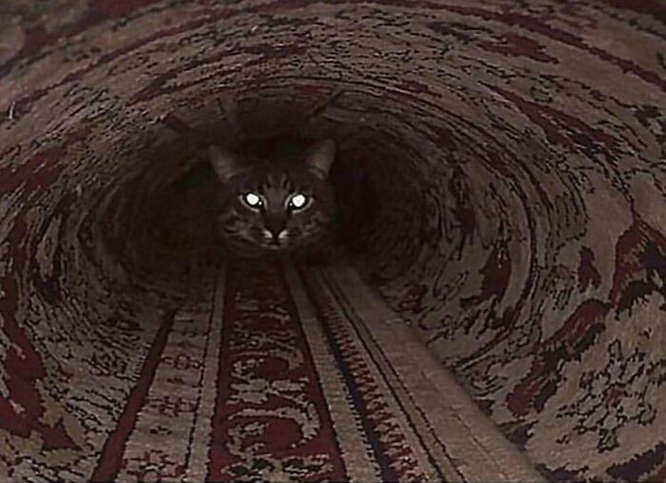 17 самых смешных фото котов за 2020 год - смотрите и наслаждайтесь! 17 самых смешных фото котов за 2020 год - смотрите и наслаждайтесь!