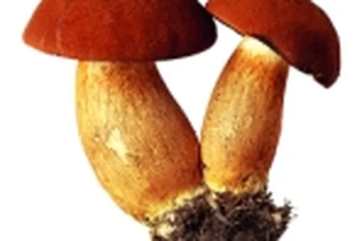 Как хранить замороженные грибы?