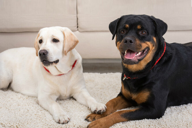 Подраздел 2: Внушительный внешний вид и преданность