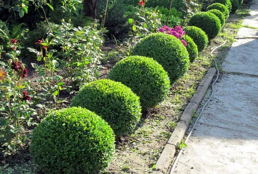 Самшит вечнозелёный садовый (Buxus sempervirens)
