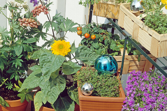 Карманный огород: овощи, которые можно вырастить на балконе