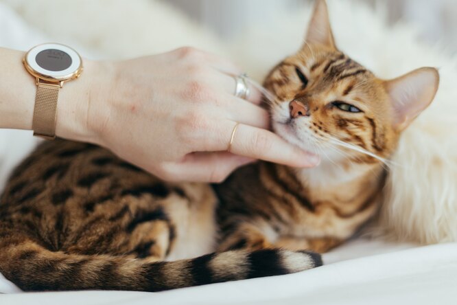 Перевод с кошачьего: 9 звуков, которые издают коты, и что они означают