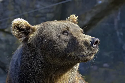 В Ленинградской области дикий медведь станцевал ламбаду (видео)