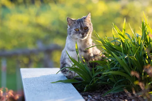 кошка сидит в траве
