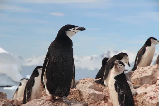 Пингвины на скале