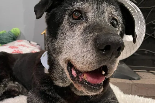 «Он уже сдался»: новая семья вернула любовь к жизни пожилому псу с онкологией
