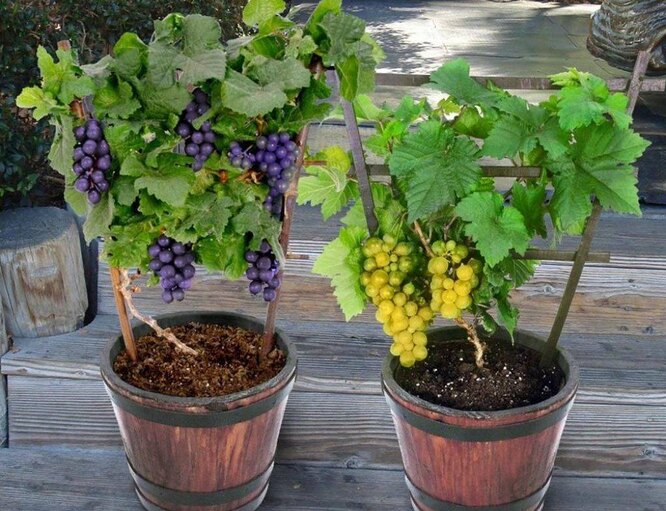 Как вырастить виноград из косточки?