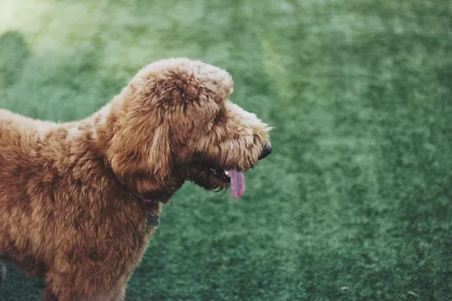Лабрадудль — умная собака, которая легко запоминает команды и поддается дрессировке