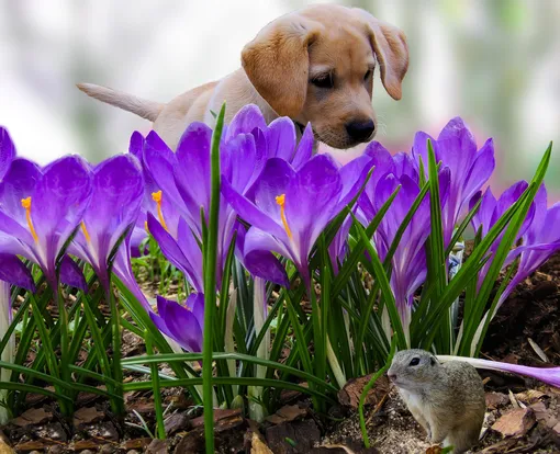 крокусы, собака и крокусы, крокусы цветут, весенние цветы