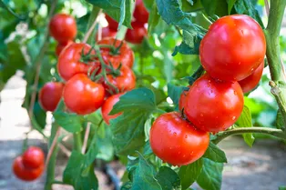 Удобрение из крапивы для томатов: как сделать и применить, чтобы помидоры росли как сумасшедшие
