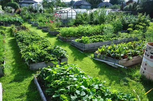 При планировке огорода важно определиться с длиной и шириной грядок