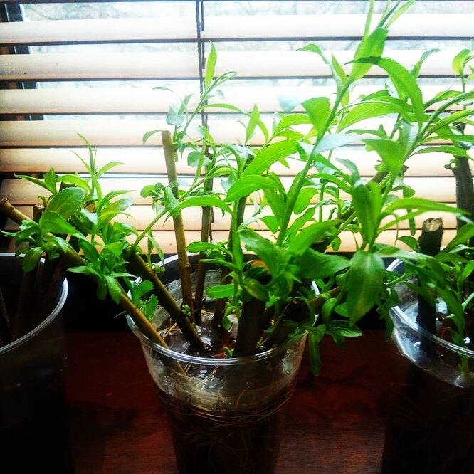 Зеленое черенкование – самый выгодный способ размножать растения