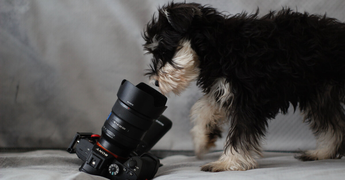Как снимать собаку, чтобы получить красивые фото, лайфхаки по ...