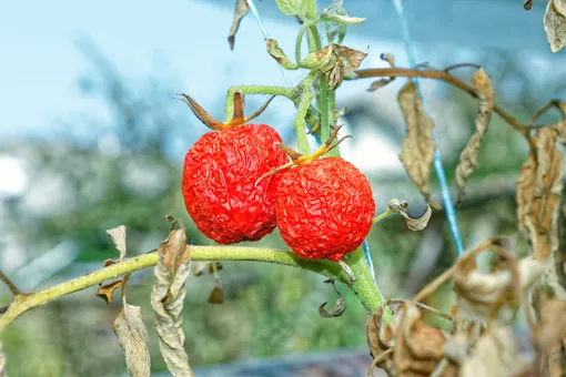 причины плохого роста и урожайности томатов