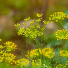 Укроп — отличный компаньон для всех растений семейства крестоцветных
